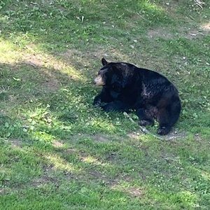 Meet your Posher, Ivy